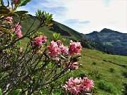 Anello Laghi di Porcile-Passo di Tartano, Cima-Passo di Lemma da Baita del Camoscio (5 luglio 2021)- FOTOGALLERY